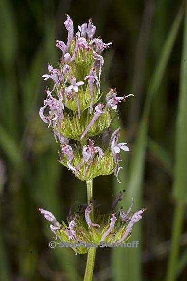 plectritis ciliosa 8 graphic